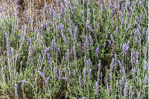 Horizontal photo of green lavender, a Nature Photo by Illustrations&photos