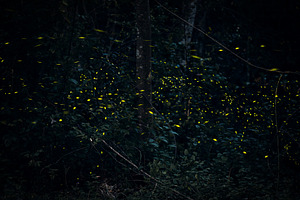 Fireflies at Lions Nature Trail Park, an Animal Photo by Rob D Animal Photography