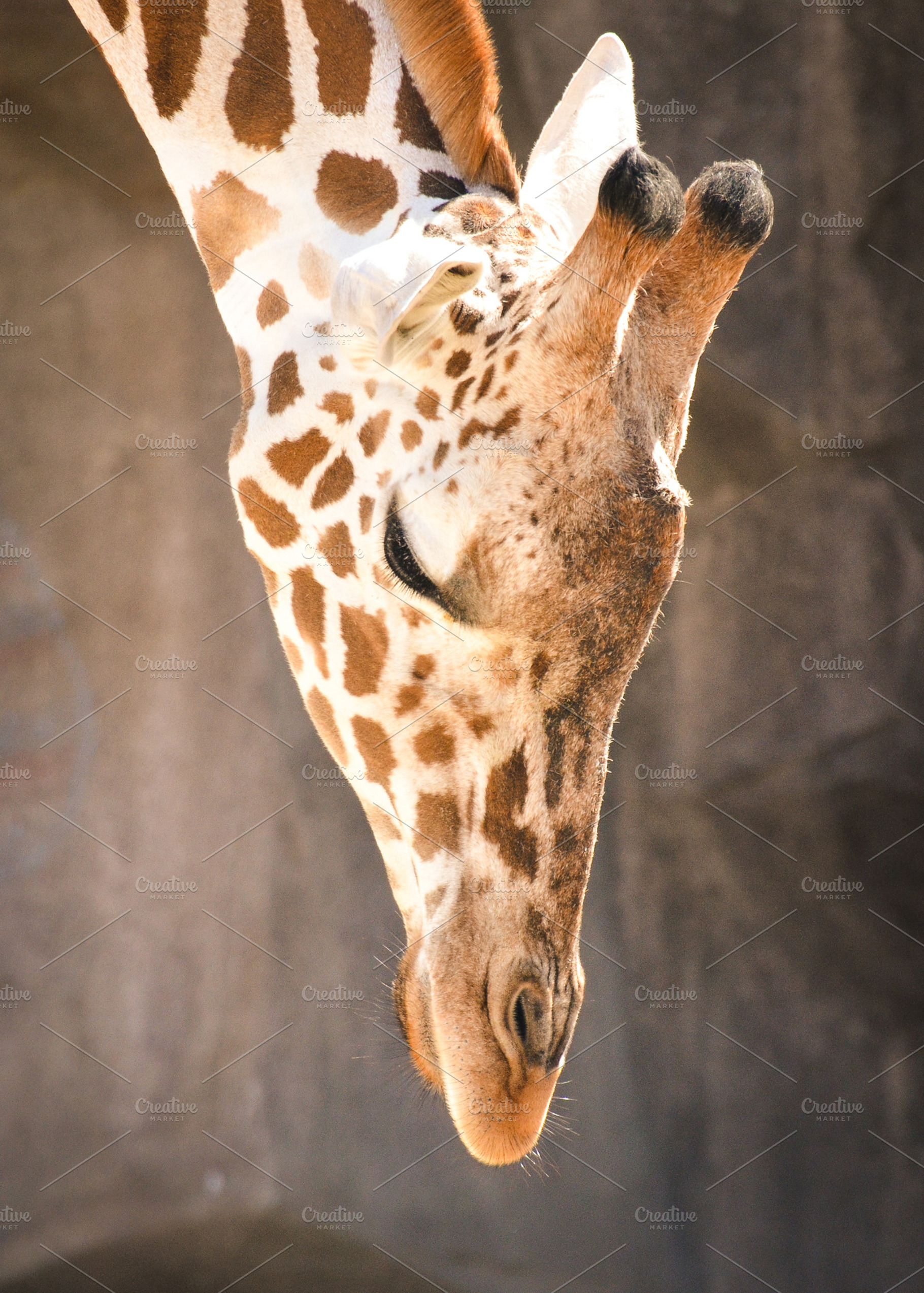 Giraffe Portrait, an Animal Photo by Vanilla Extinction