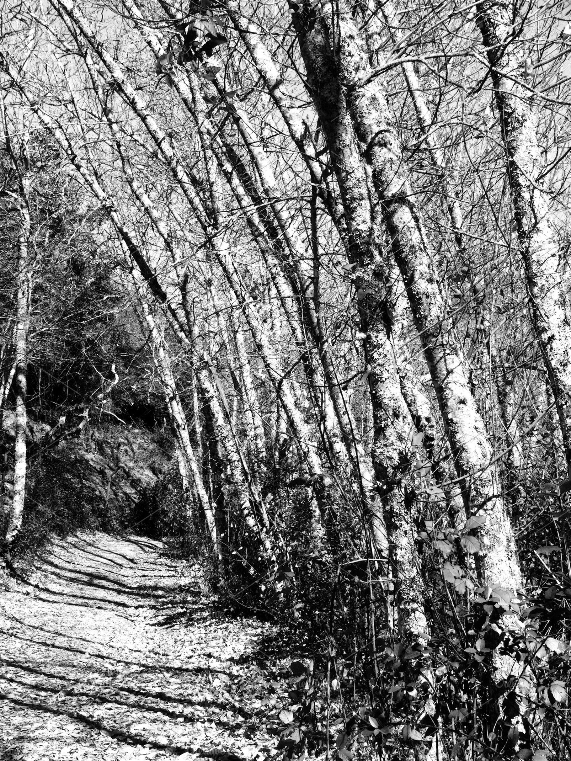 Lost forest, a Photo by lsalas-morera