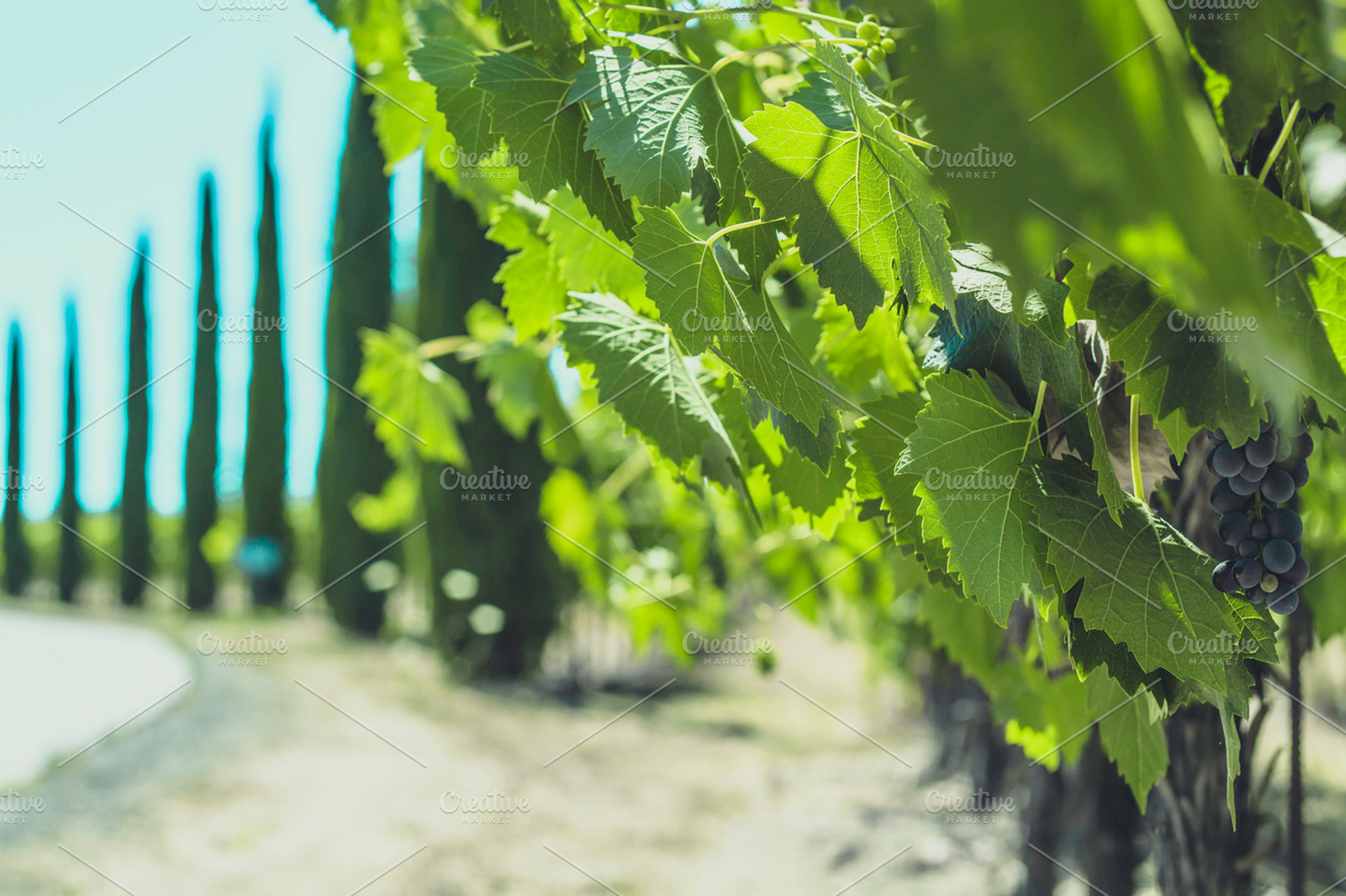 Vineyards Of Napa Valley 5 Containing Vineyards Vine And Vineyard
