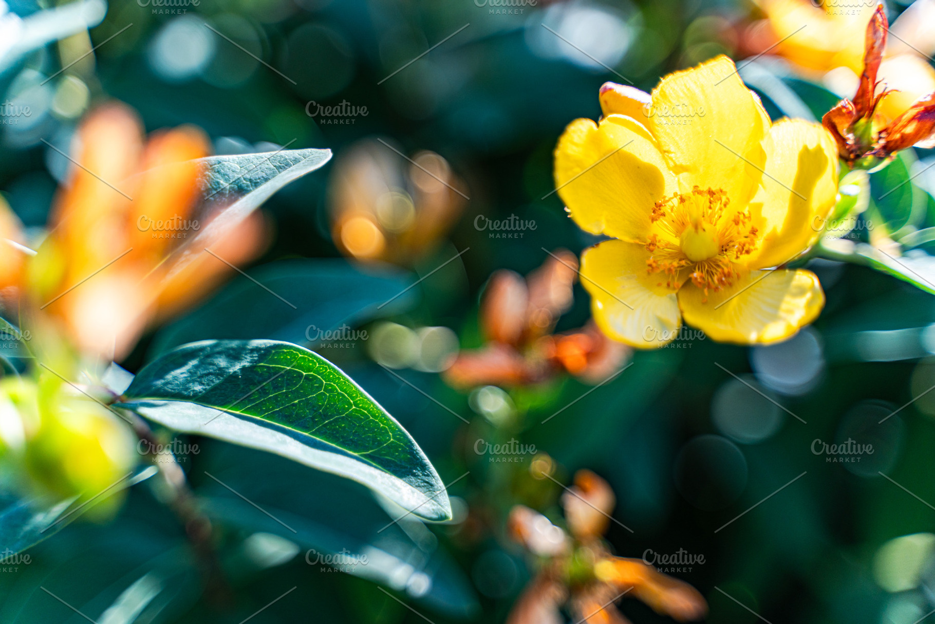 Beautiful yellow Hipericum plant blooming in the summer garden, a Nature Photo by Anna Bogush