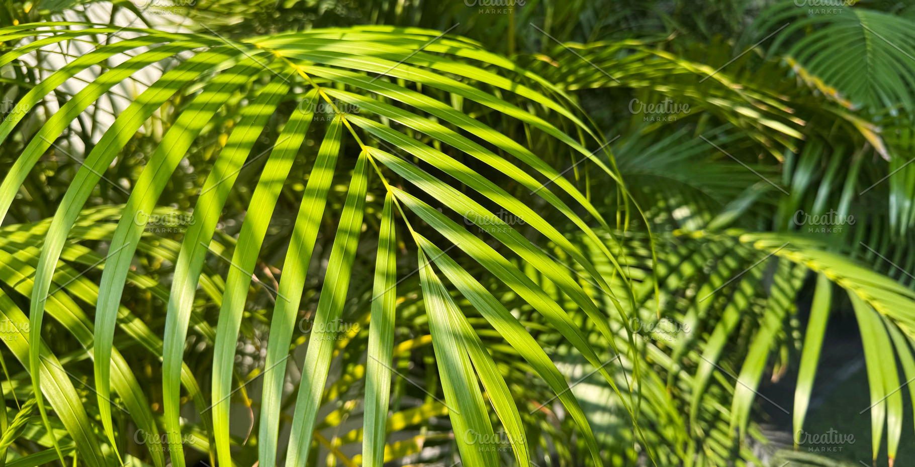 Yellow palm or butterfly palm, a Photo by ArtBackground