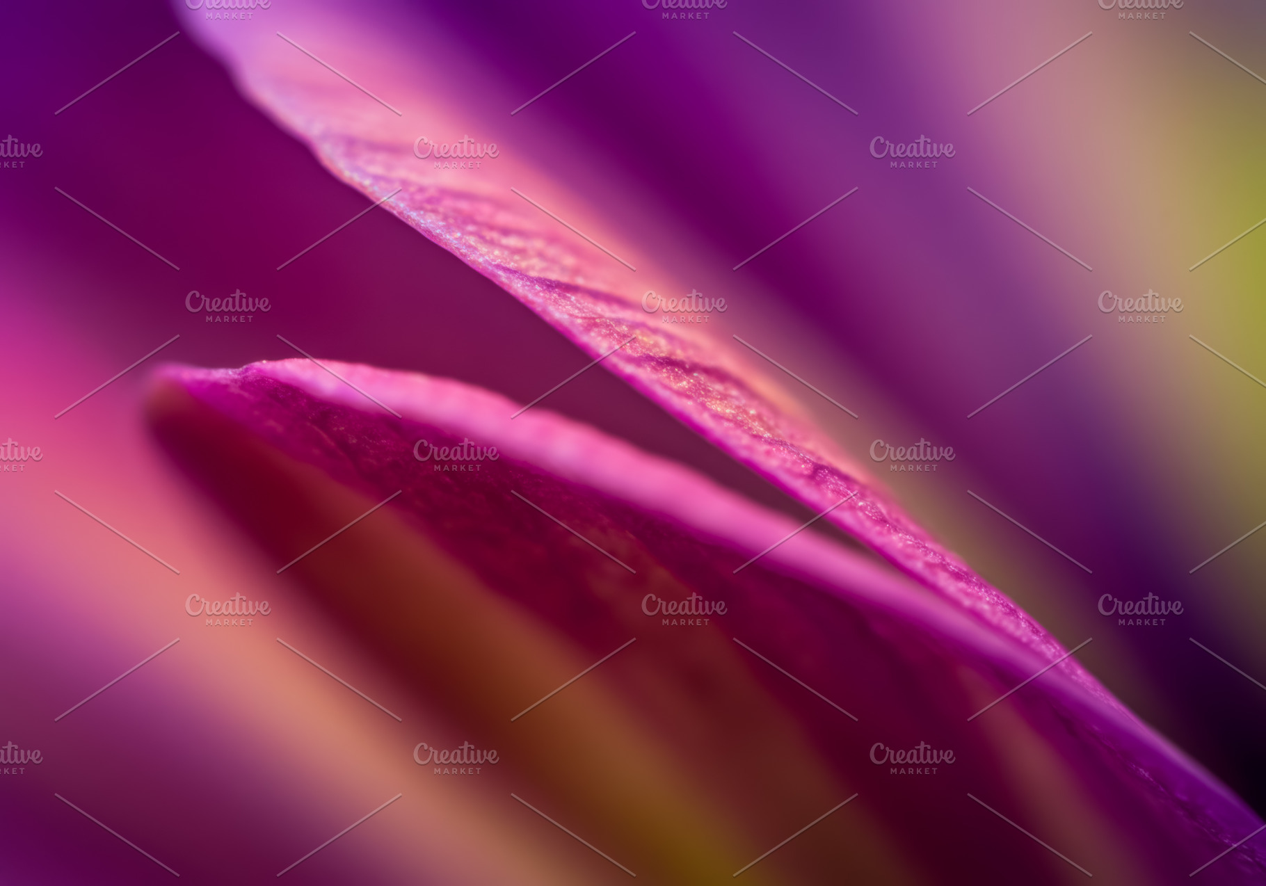 Abstract macro of pink flower petals, a Nature Photo by professorinc