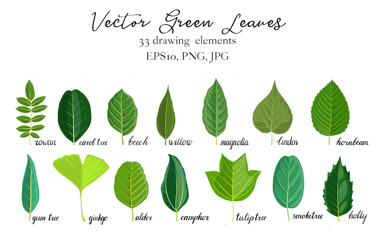 Vector Green Leaves, an Illustration by cat_arch_angel (Photo 3 of 4)