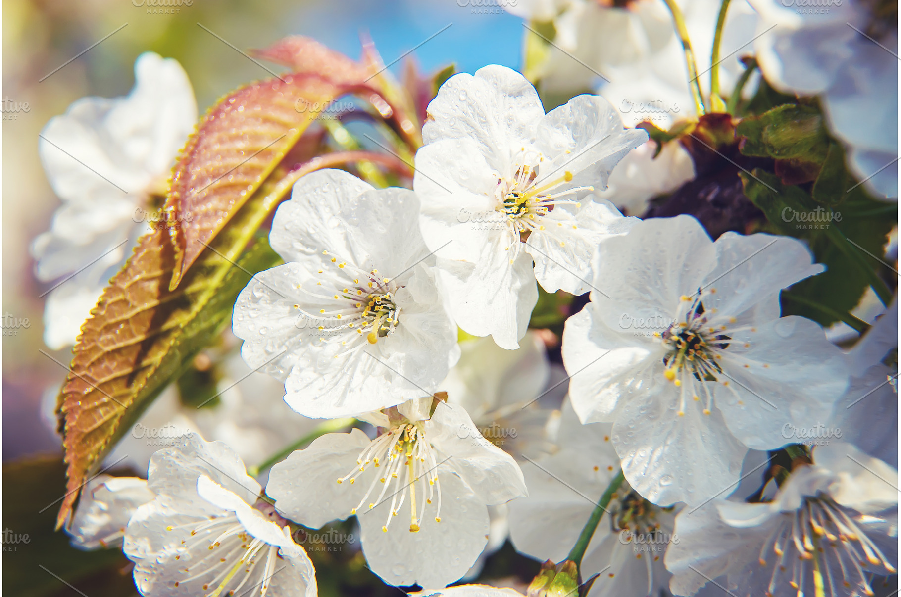 Flowering tree branches in spring, a Nature Photo by yanadjana