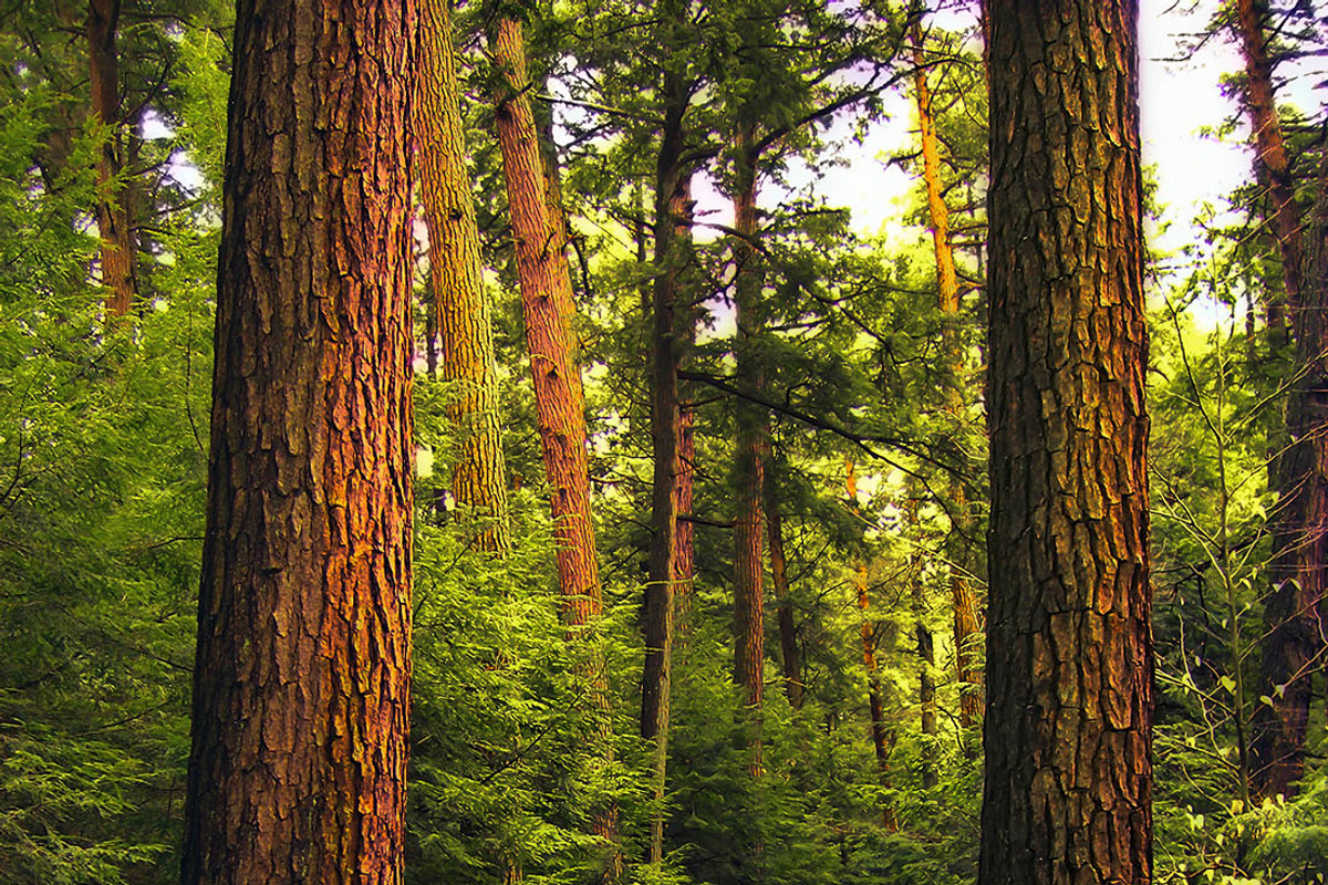 14 Landscape Sensation Presets, a Preset Add-On by Timeless Presets (Photo 3 of 13)