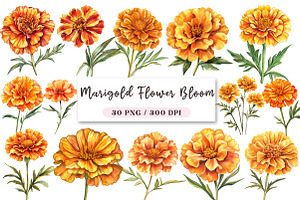Marigold Flower Bloom Clipart, an Illustration by DreamArtGraphic