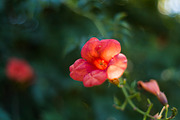 60 Flowers V2, a Background Graphic by Zoomin Istanbul (Thumbnail 8 of 13)