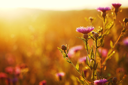 Many pink meadow wild flowers in summer sunny field in evening sunset natural, a Nature Photo by ValeriyStore