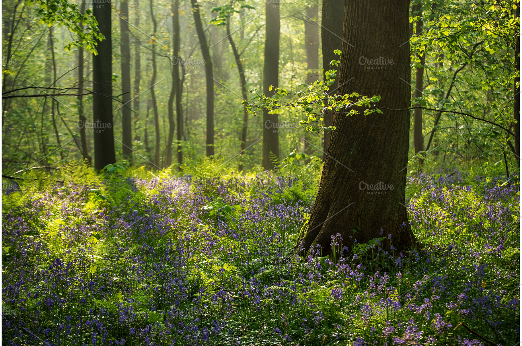 Blossoming lovely spring violet-blue, a Nature Photo by Nature and travel