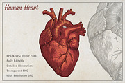 Vintage Human Heart Illustration, an Education Illustration by Kusumaillustration (Thumbnail 2 of 4)