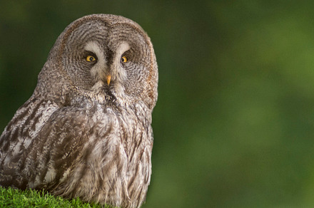 Great grey owl stock photograph