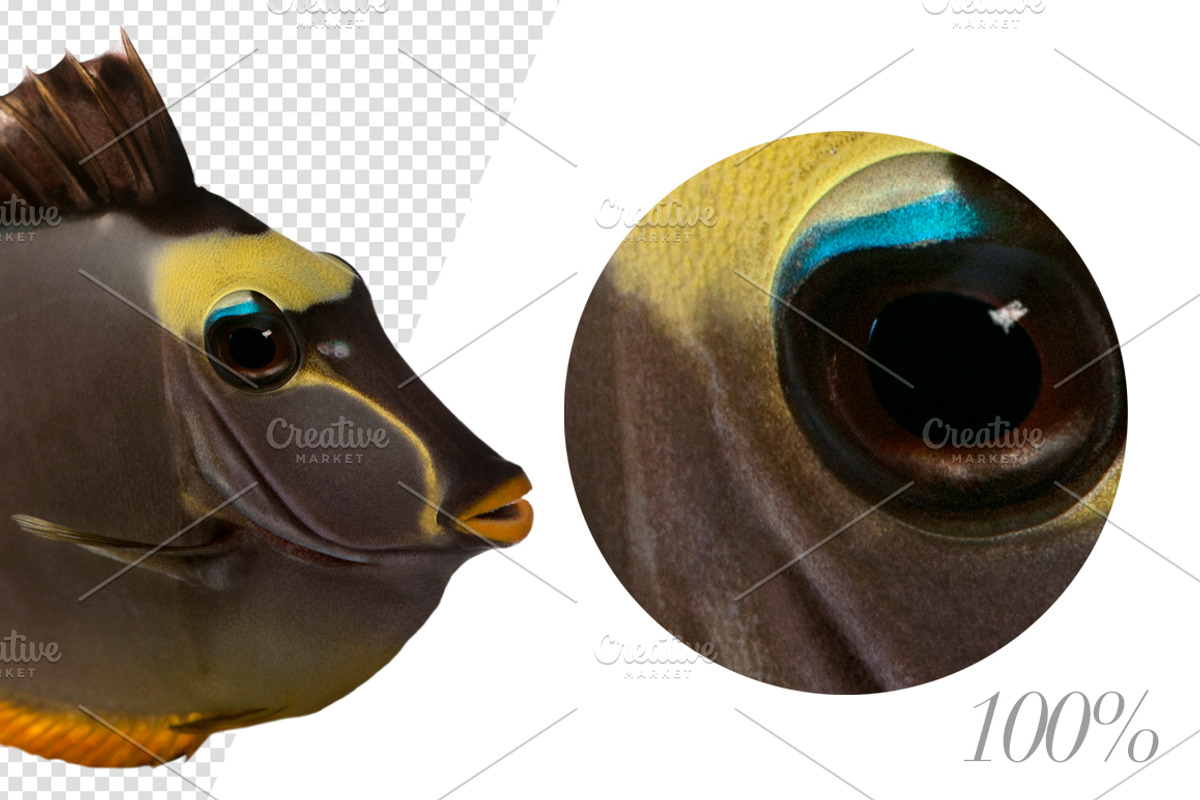 20 Fishes Cut-out High Res Pictures, an Object Graphic by Life on White