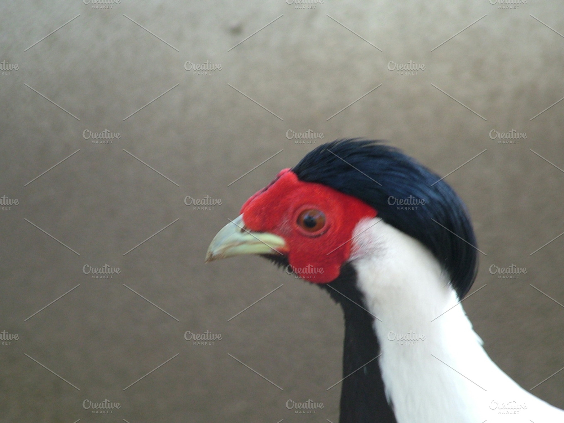 Bird Featuring Bird Nature And Animal
