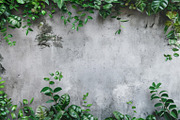 99 Frames of green leaves, a Nature Photo by Handmadefont (Thumbnail 80 of 100)