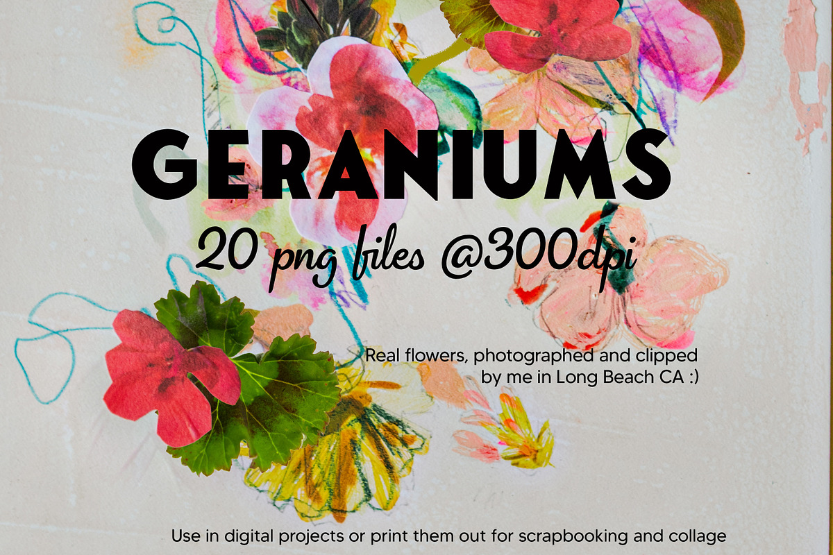 20 High Res Geranium PNGs, an Object Graphic by Memow Studio (Photo 1 of 7)