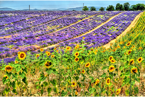 Sunflower and lavender field in, a Nature Photo by Leonid Andronov