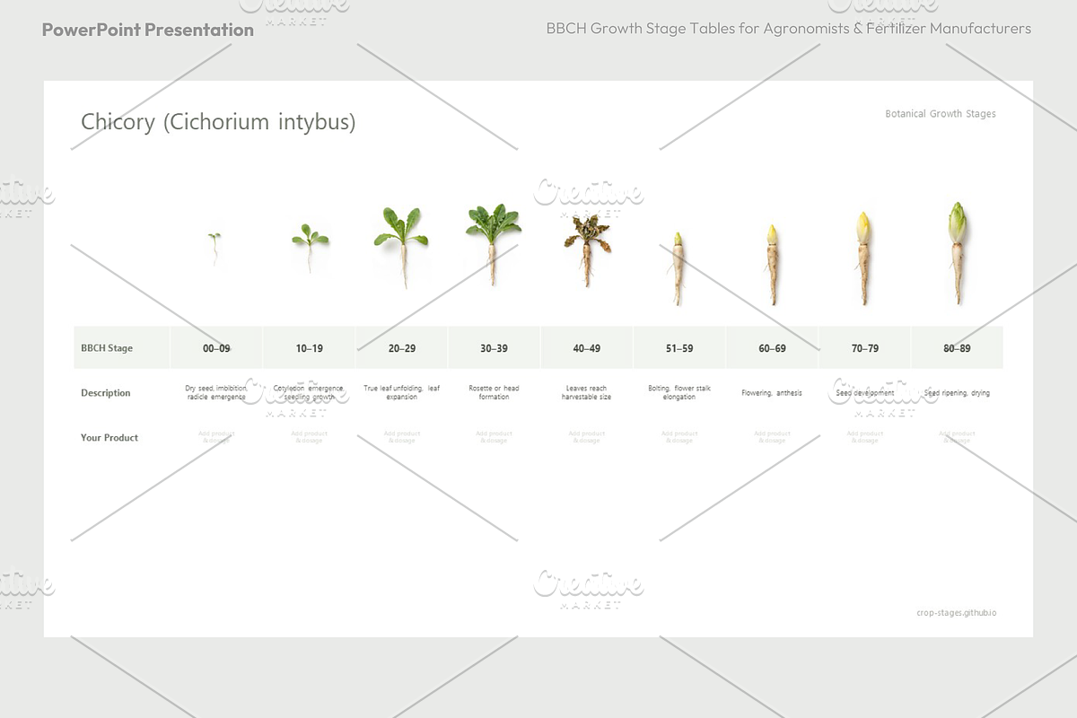 BBCH Growth Stages, Leafy & Herbs, a Presentation Template by Ilia Design (Photo 7 of 9)