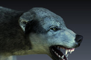 Wolf, an Animal 3D Model by Game-Ready Studio (Thumbnail 1 of 5)