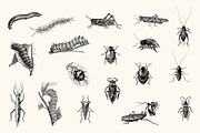 Insects - Vintage Illustrations, an Illustration by Graphic Goods (Thumbnail 5 of 10)
