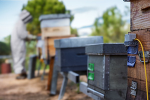 Smart Beehives with Sensors and a Be, a Nature Photo by Perpis