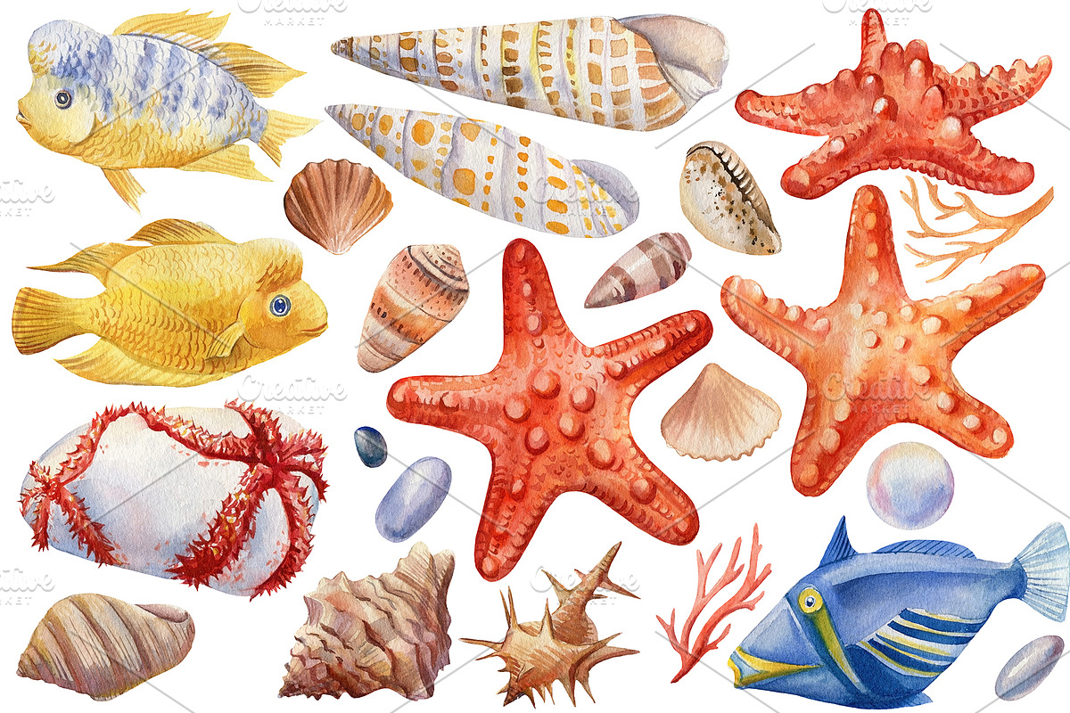 Seashells and fish, watercolor, an Animal Illustration by Hanna Hryharenka (Photo 19 of 20)