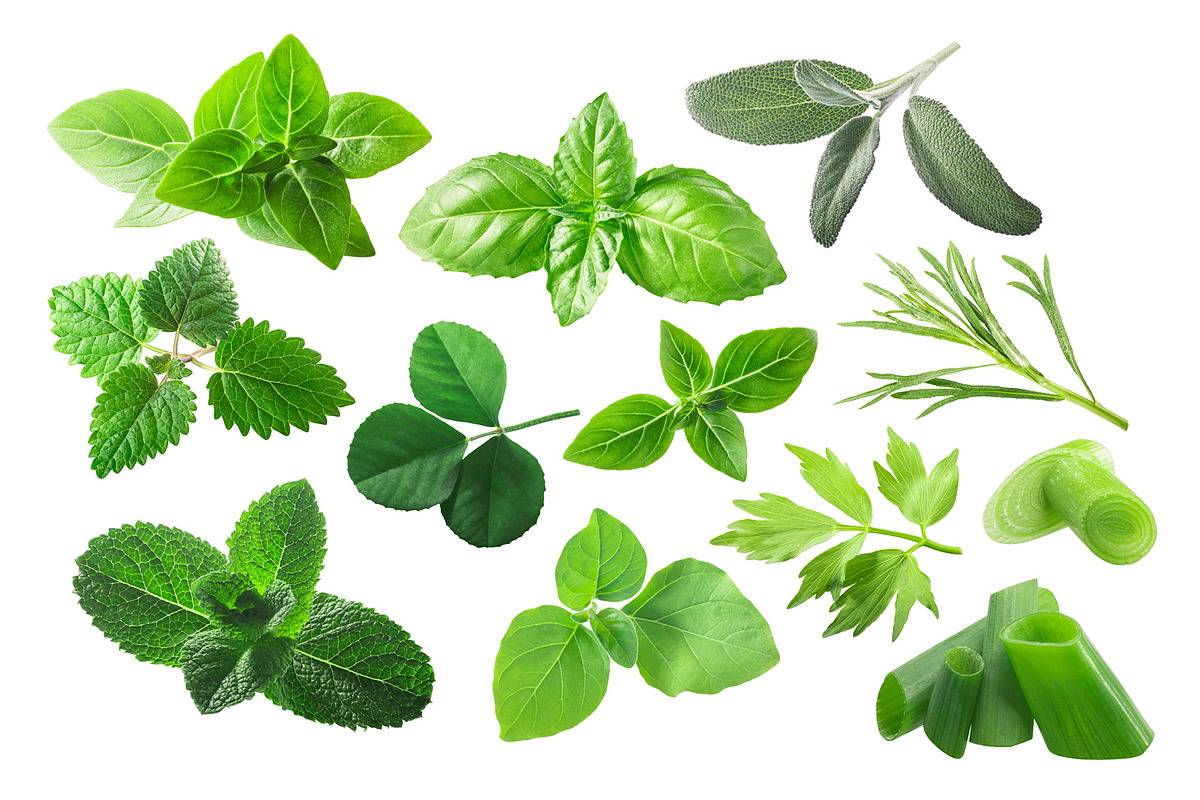Fresh Herbs, an Object Graphic by Hortimages (Photo 1 of 2)