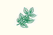 Coffee & Barista Illustration Set, a Food Illustration by ™Creasi (Thumbnail 5 of 6)