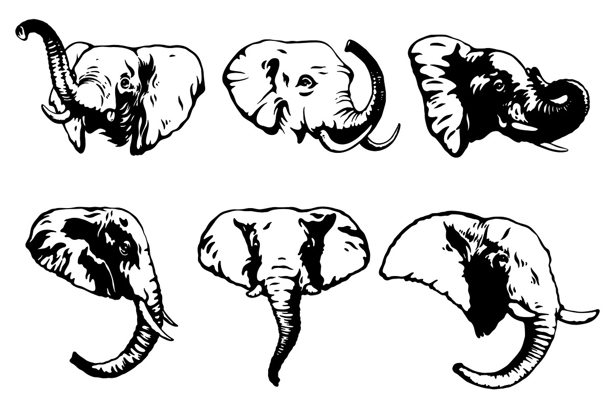 Elephant, an Animal Illustration by illusign