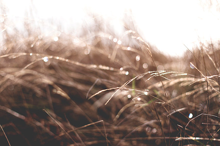 Greener Grass preview 6