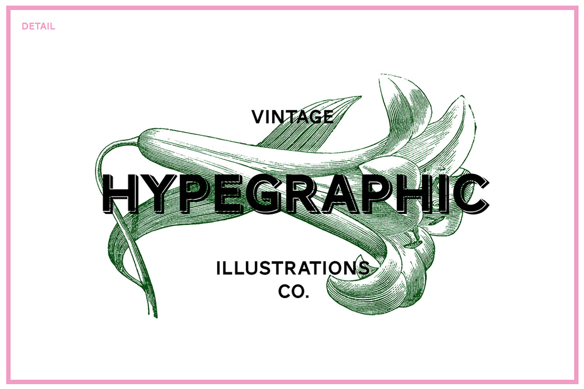 Floral Vintage Vector Illustrations, an Education Illustration by hypegraphic (Photo 4 of 4)