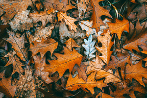 Autumn orange leaves background