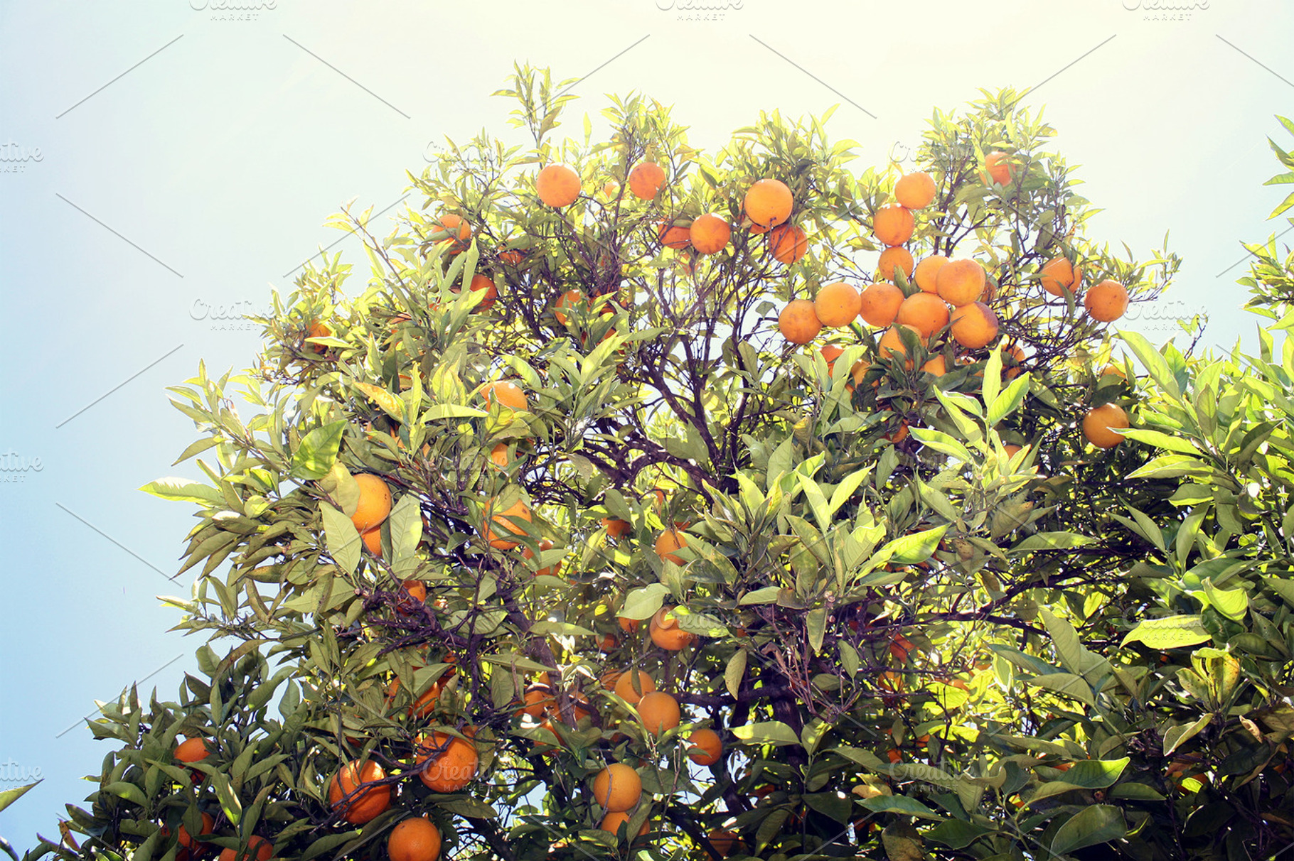 Orange Tree Napa Valley