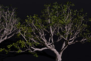 The Red Coral Tree, a Plants & Tree 3D Model by FuturePastCreatives (Thumbnail 8 of 8)