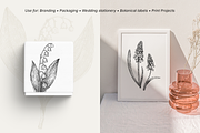 Spring Wildflower Vintage Vector Set, a Seasonal Illustration by Yevheniia (Thumbnail 6 of 9)