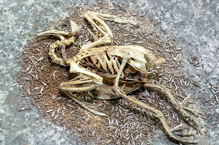 Bird carcass, an Animal Photo by KYNA STUDIO