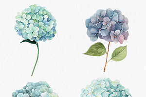 Pink Blue Hydrangea Flower Clipart