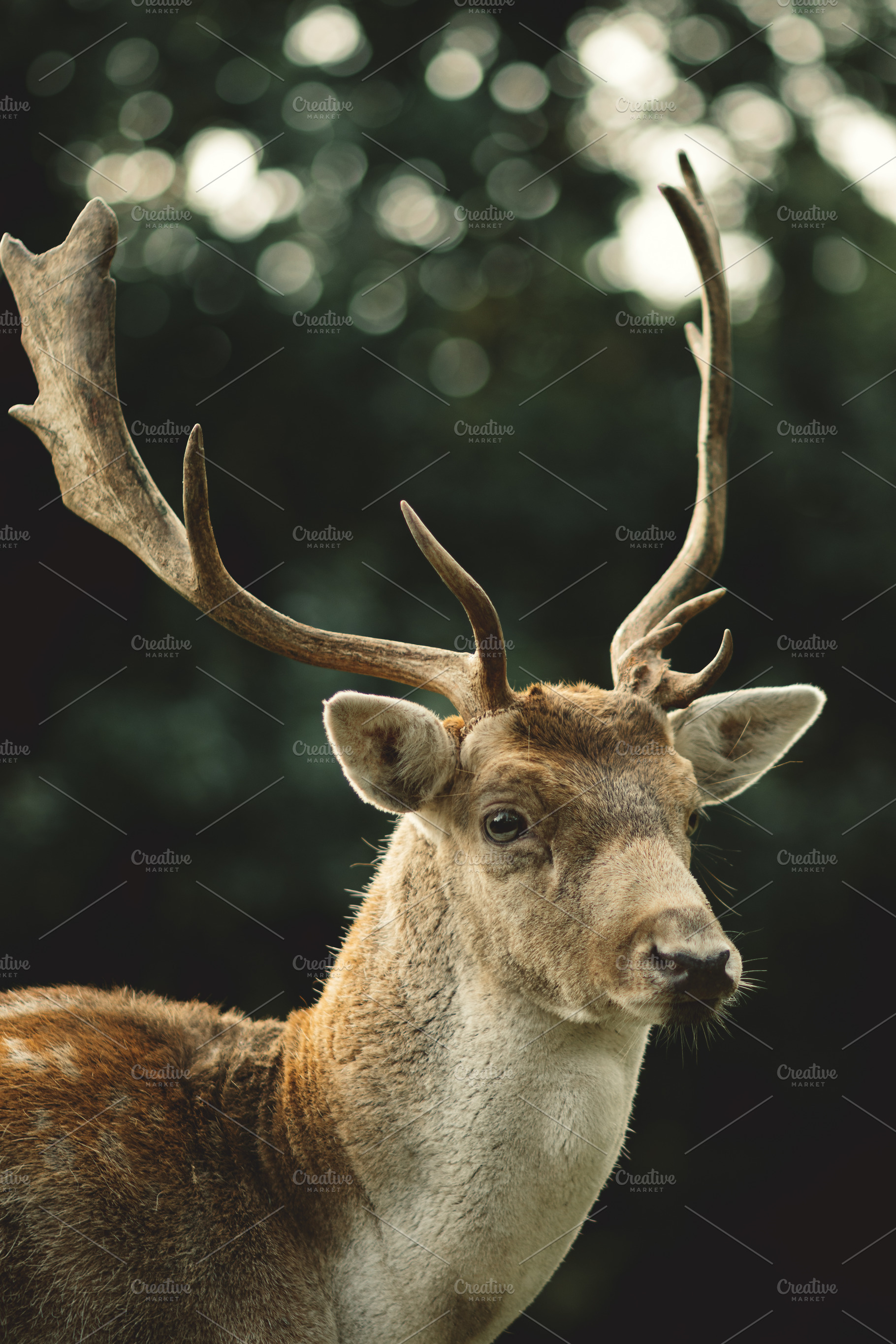 Minimalist Stag Antlers Portrait, an Animal Photo by René Jordaan Photography