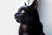 Black cat profile view close up, an Animal Photo by MusiqueDesigns (Thumbnail 2 of 2)