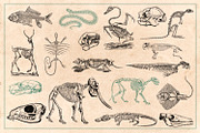 125 Vintage Animal Bones (Vector), an Animal Illustration by Brigantine Designs (Thumbnail 6 of 9)