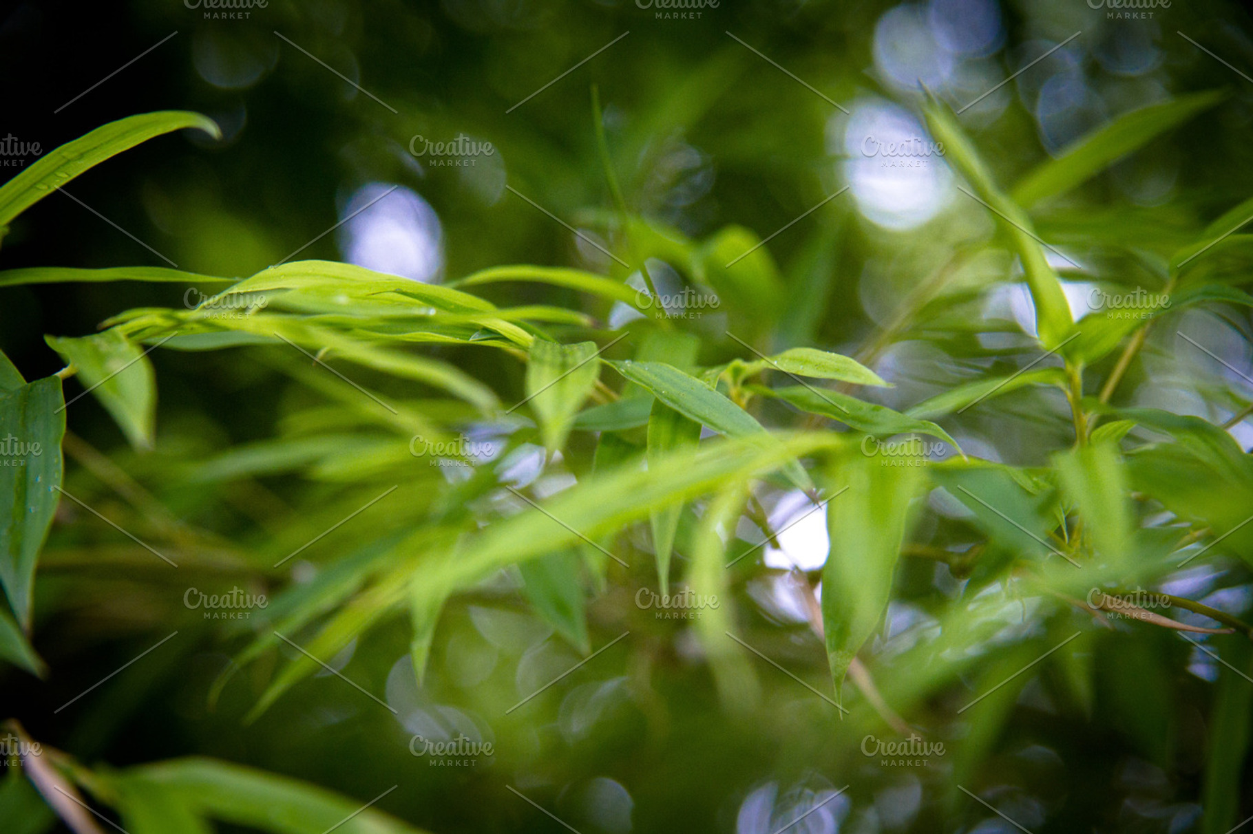 Bamboo Stock Picture