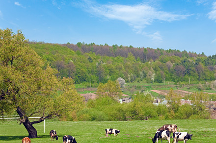 Spring country landscape, a Nature Photo by YuriyB