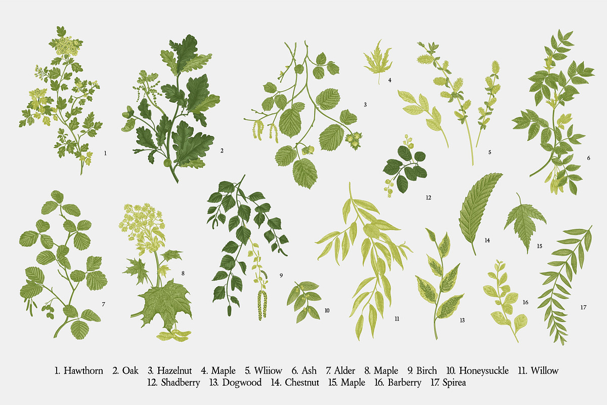 Leafy, a Decorative Illustration by olga.korneeva (Photo 4 of 16)
