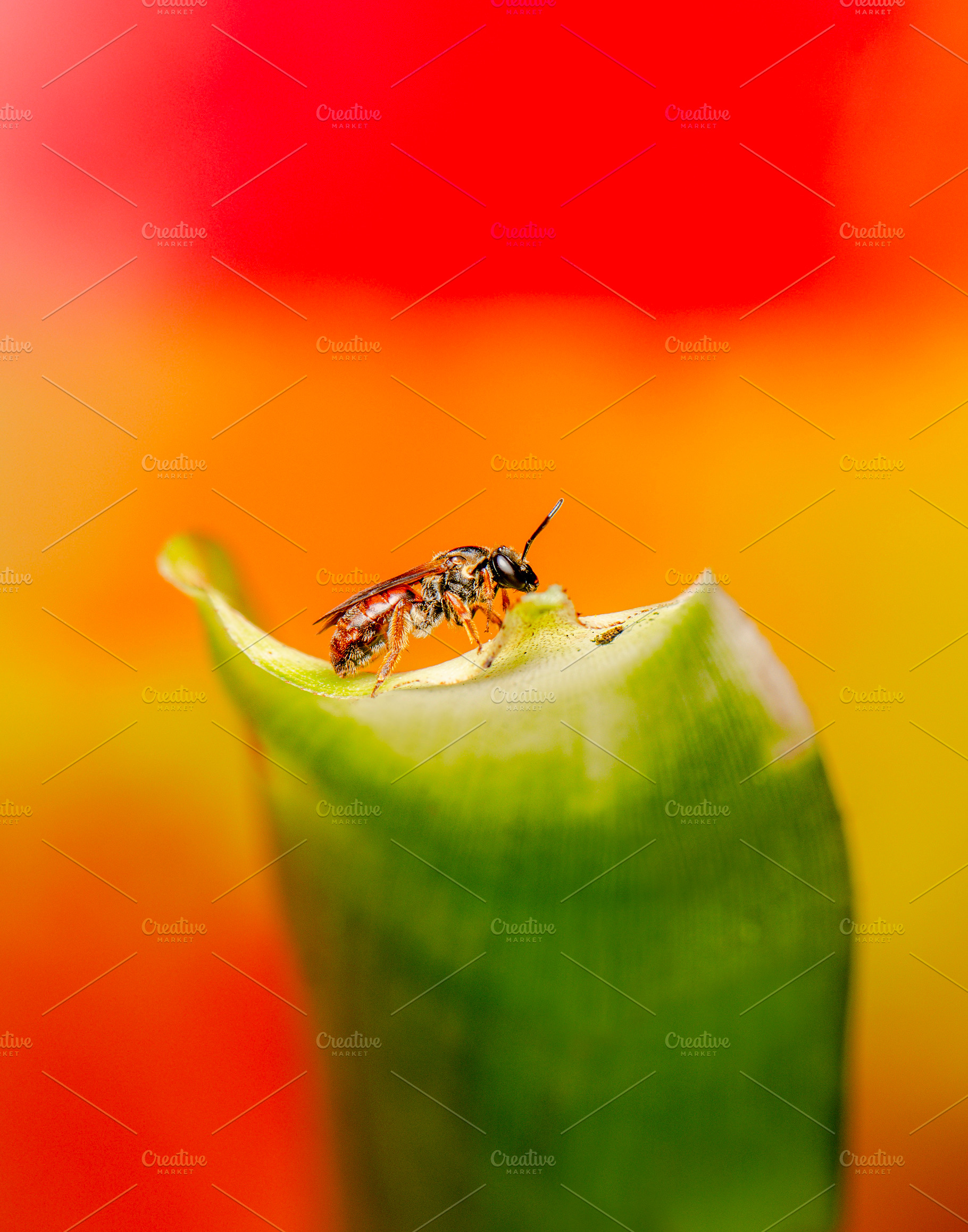 Red Bee, an Animal Photo by Rob D Animal Photography