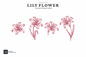 Vintage Hand Drawn Lily Flower