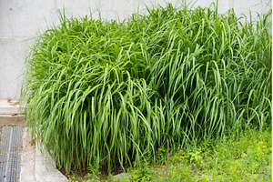 Tall green grass close up. Green, a Nature Photo by COLORFUL