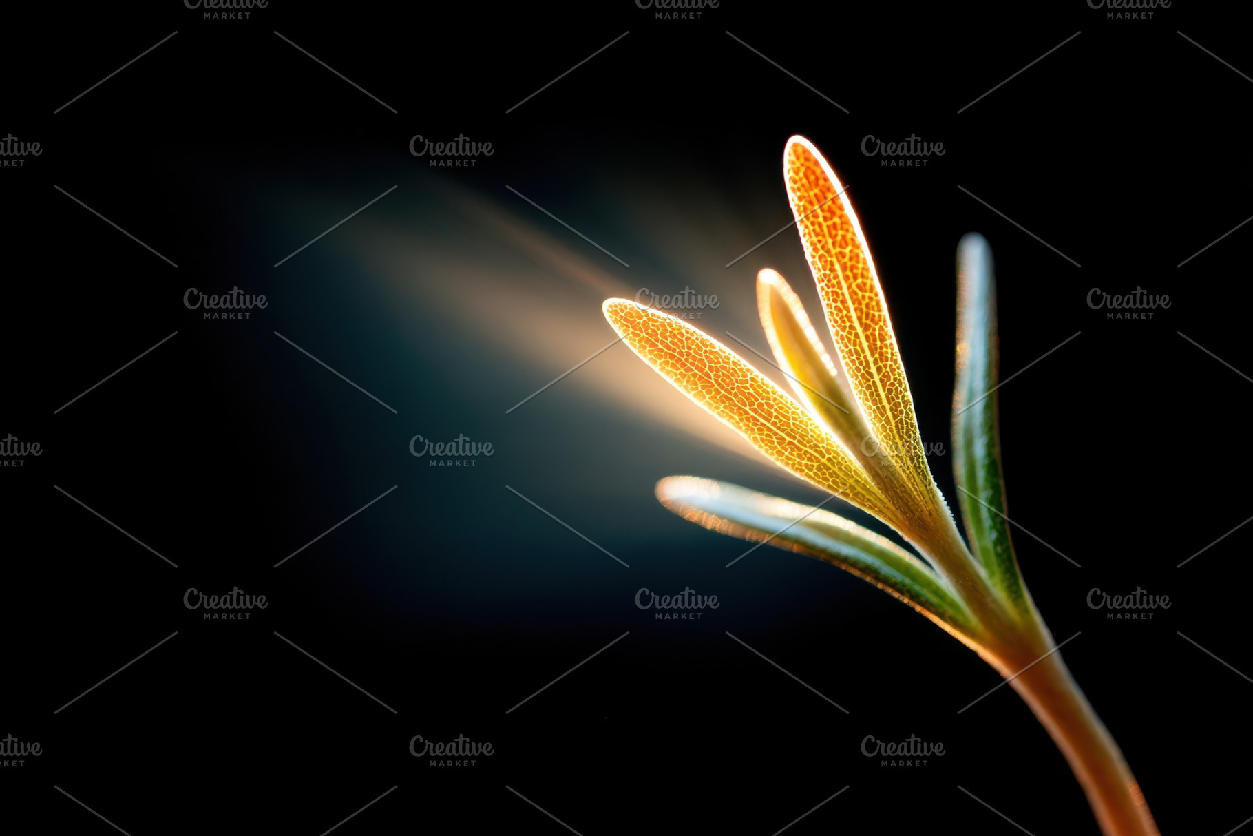 Backlit seedling emerging from soil, a Nature Photo by AlyaAnd