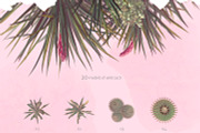 Sahara Flowers #01, a Product Mockup by ARKS ACADEMY (Thumbnail 8 of 10)