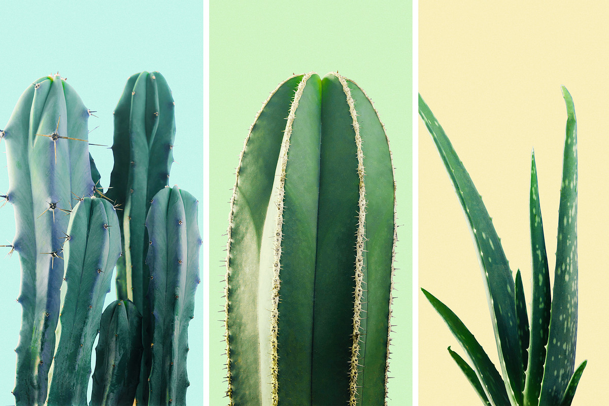Prickly Pear Cactus & Succulents, an Object Graphic by Fox & Bear (Photo 6 of 6)
